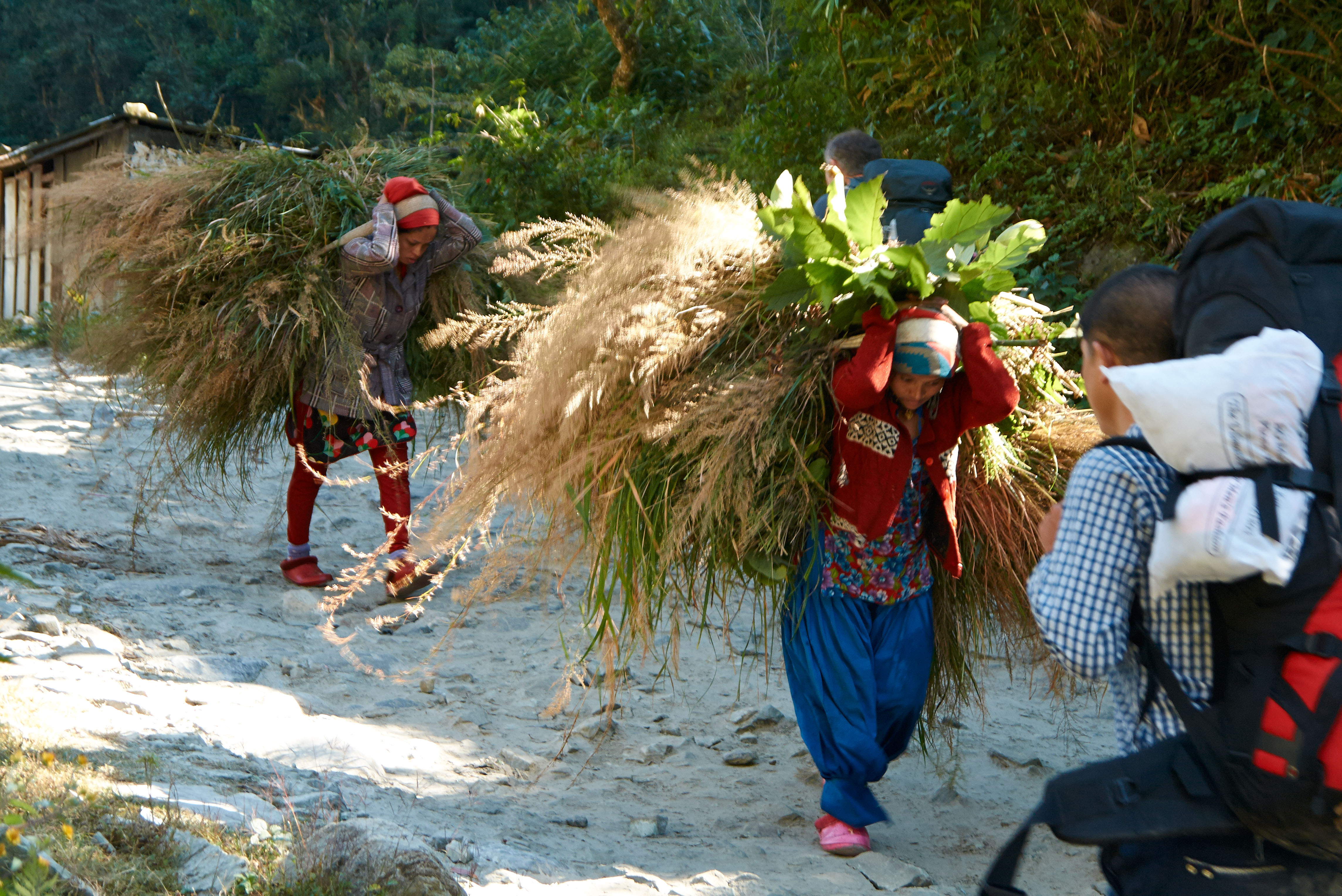 ghorepani-poon-hill-trek-44