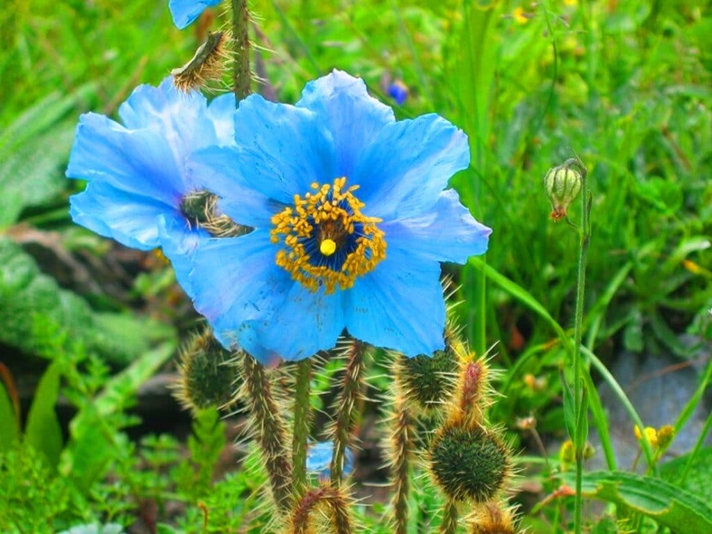 Blauer Mohn - Nationalblume Bhutan