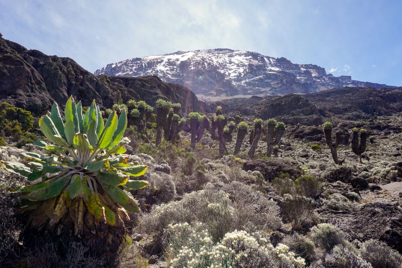 The Hut Trek – Mt. Meru & Kilimanjaro-Marangu Trekking