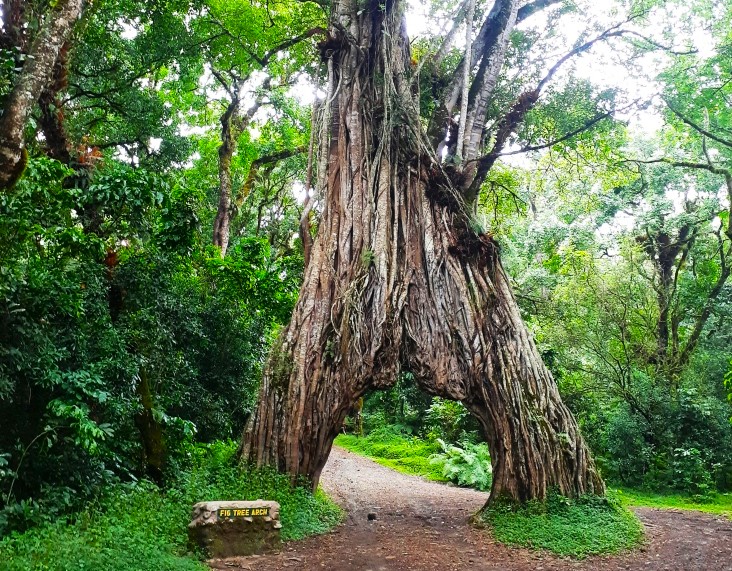 Auf dem Weg zum Mt. Meru Vorakklimatisation Kilimandscharo Besteigung. Bid Fig Tree