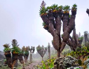 Dendrosenecio kilimanjari