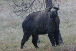 Takin Nationaltier Bhutan