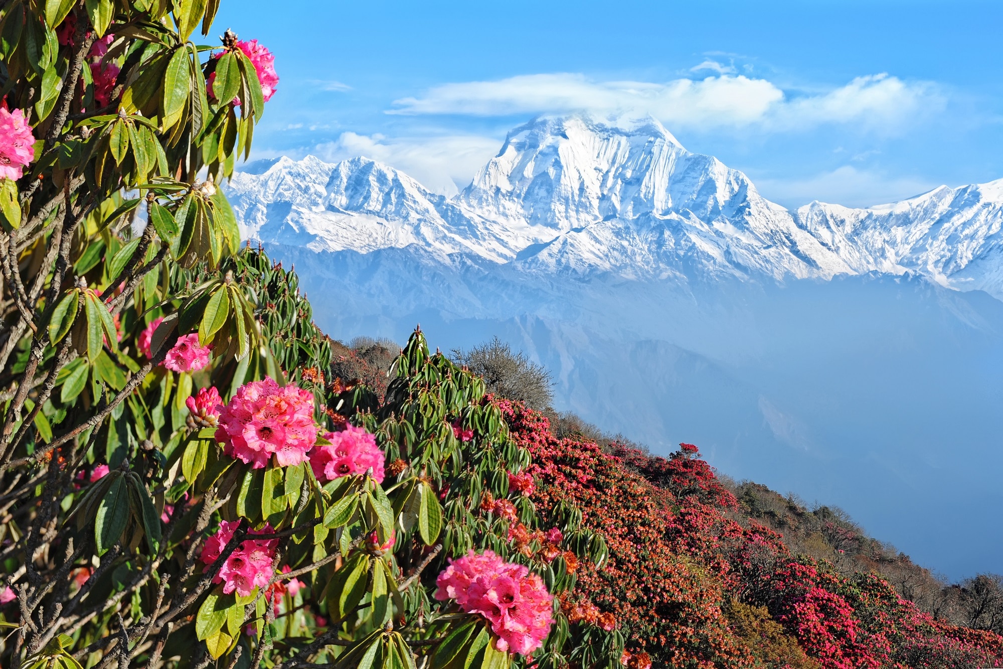 Rhododendronzeit in Nepal, Trekking Annapurna