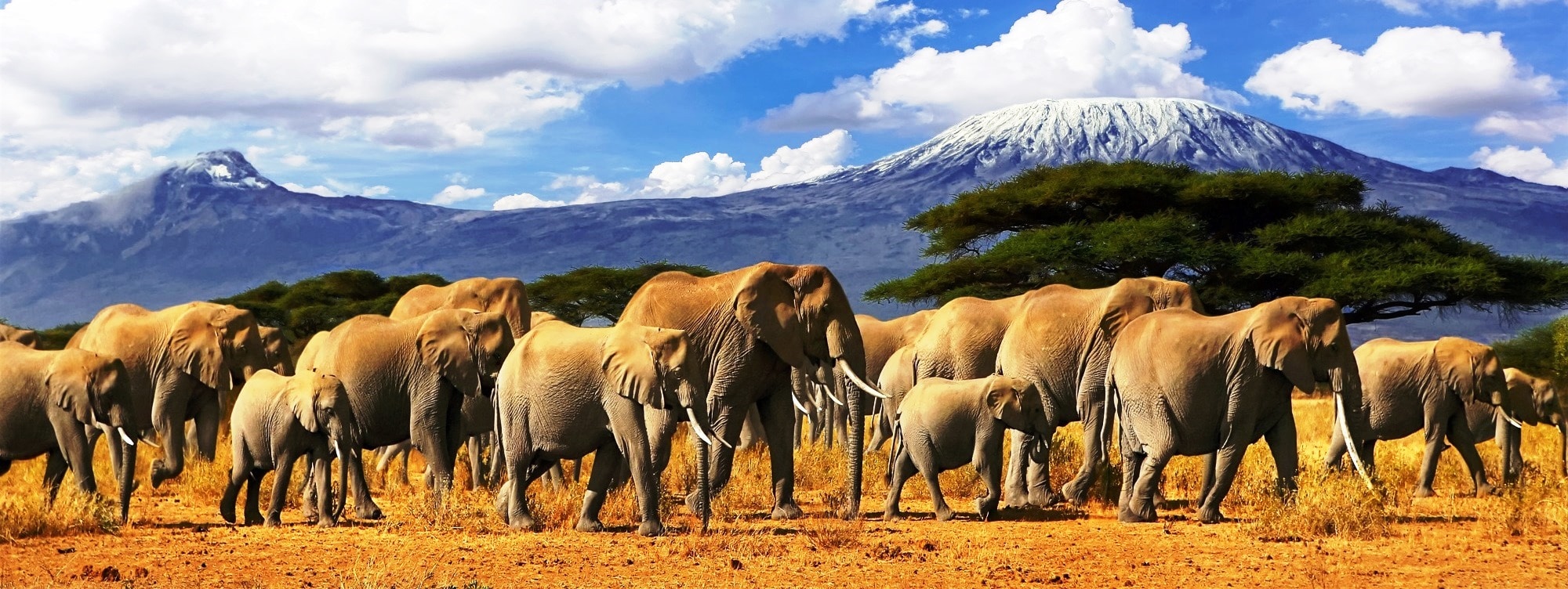 Safari mit Elefanten und Kilimandscharo im Hintergrung