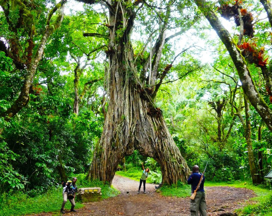 Mt. Meru Trekking with Safari & Zanzibar