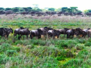 Gnue Herde in Südserengeti