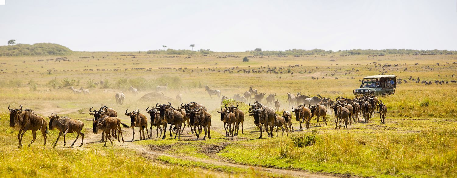 Gnu Herde in Masai Mara Kenia
