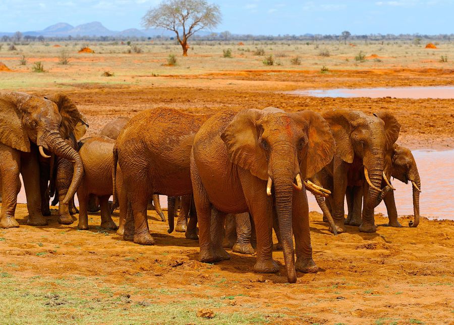 Kenya – Diani Beach with Tsavo East and West National Park