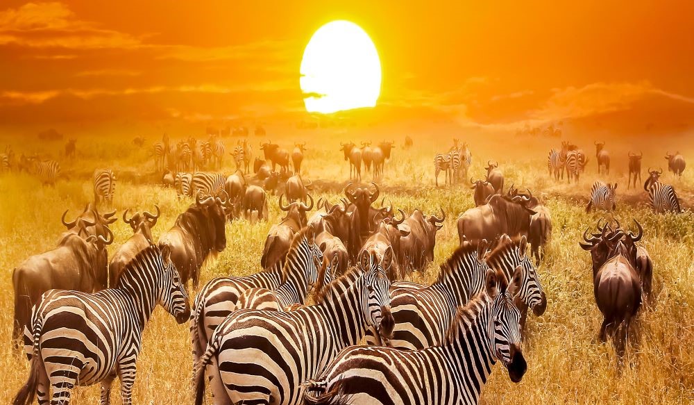 Gnus und Zebras in Serengeti zum Sonnenuntergang. Tansania Safari Touren