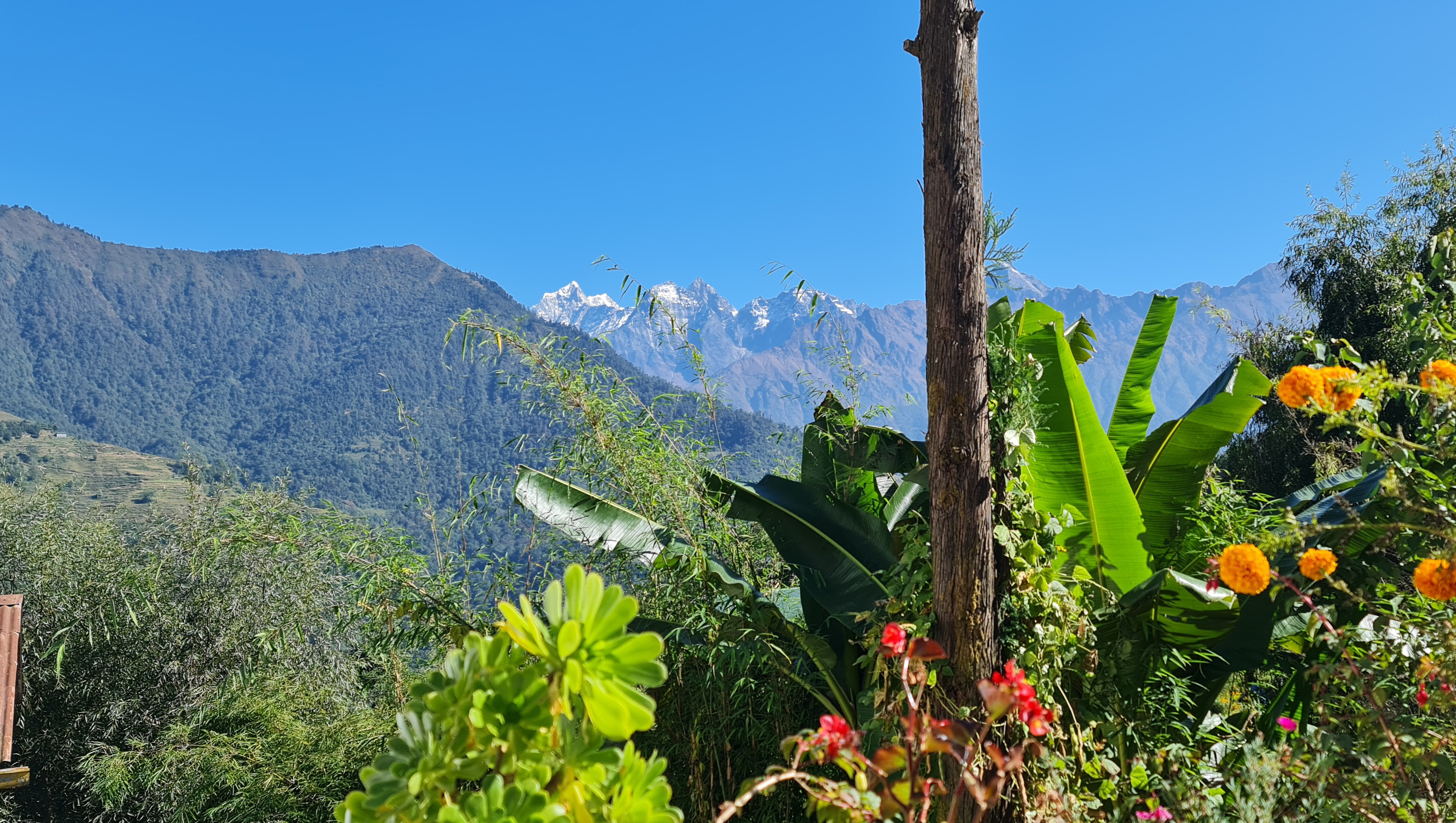 Jiri Region in Nepal mit Flora